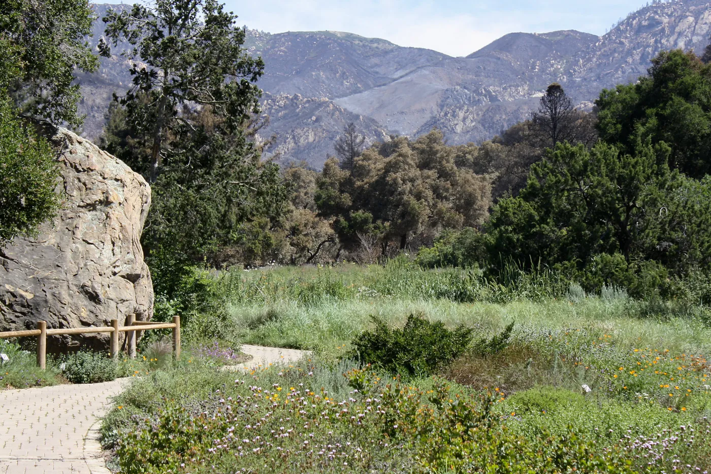 Meadow and burned hillsides after Jesusita Fire