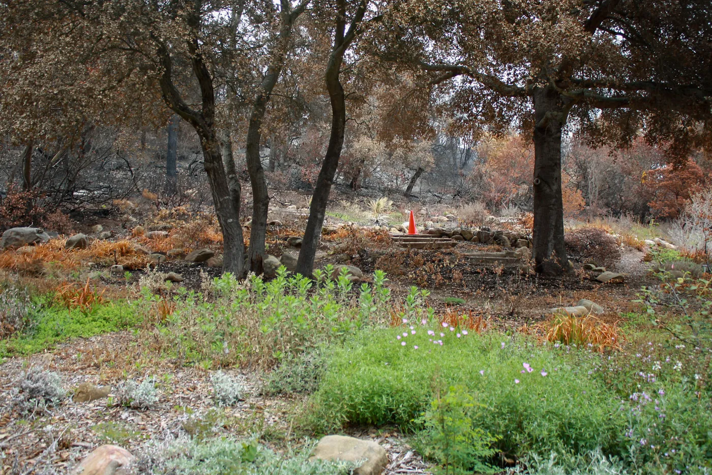 Meadow View after Jesusita Fire