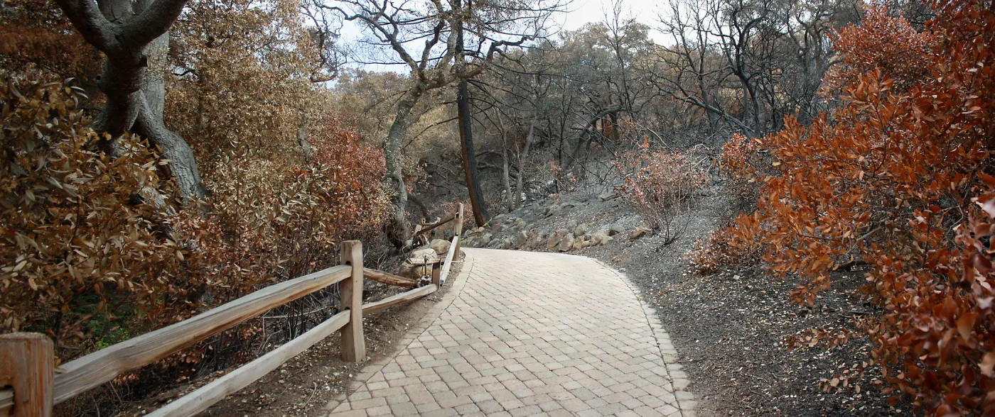 Top of Redwood Trail after Jesusita Fire