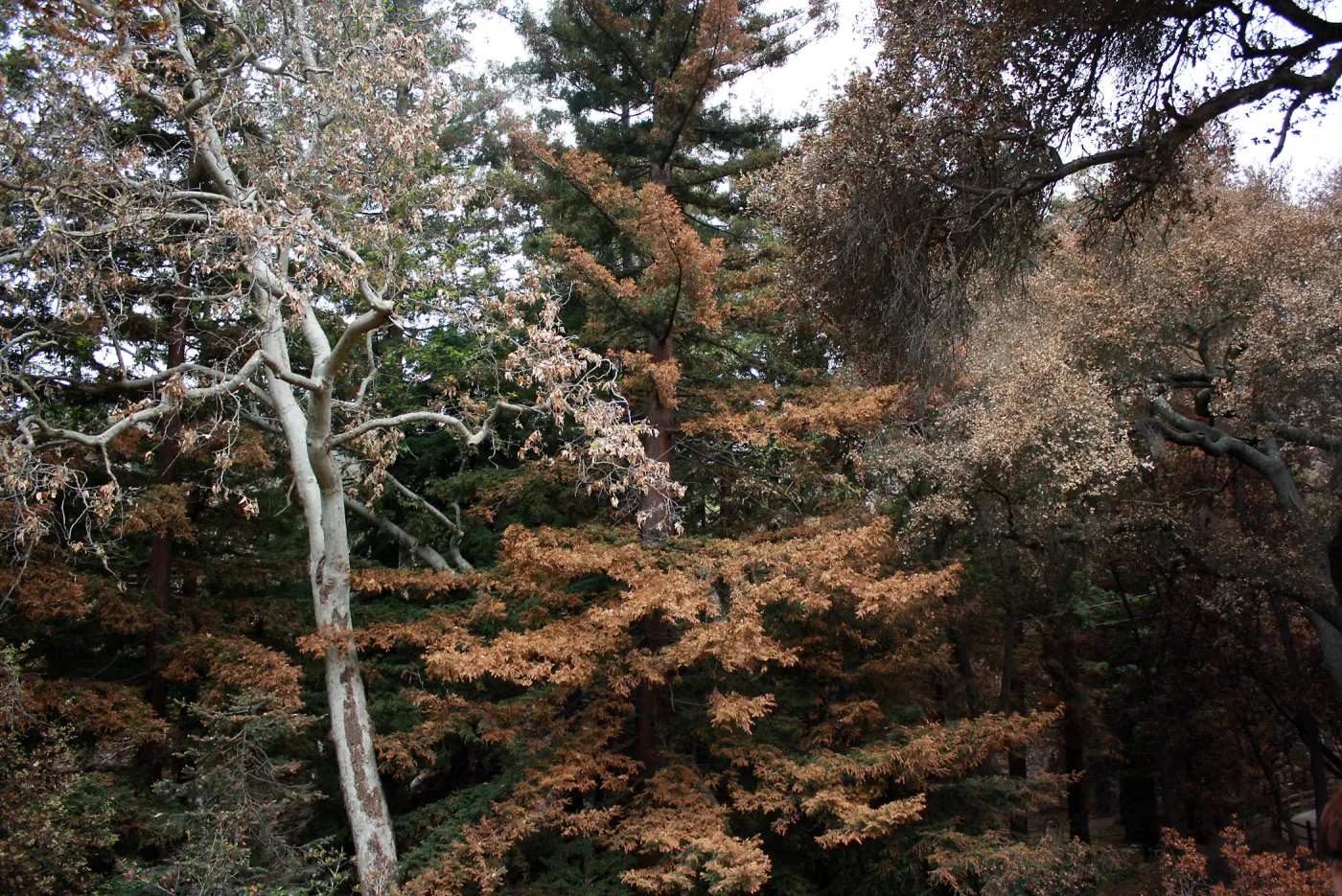 Redwood Section after Jesusita Fire