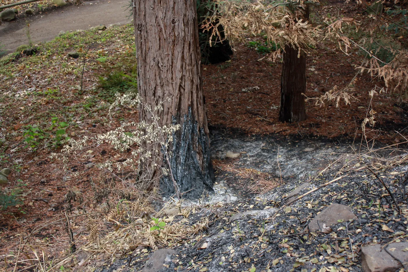 Burn edge in Redwood Section after Jesusita Fire
