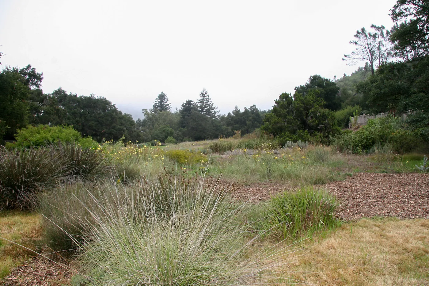 Meadow, looking north