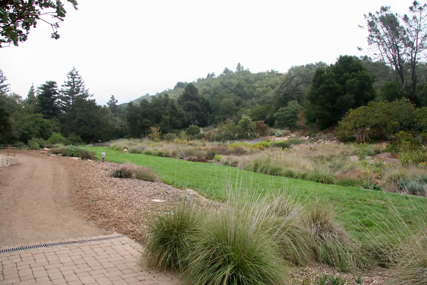 Meadow