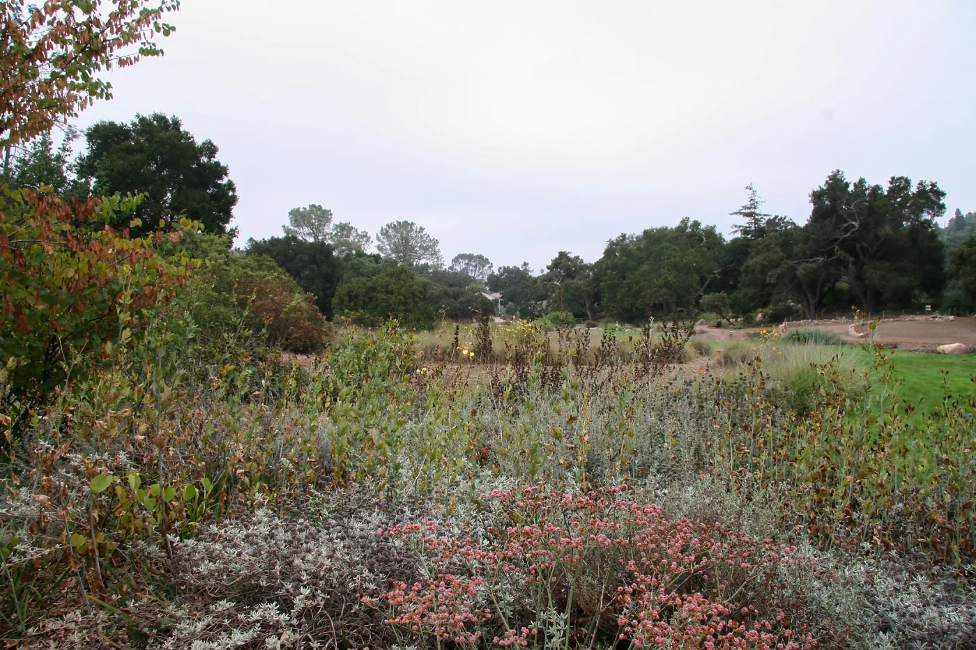 Meadow looking south from top of Meadow
