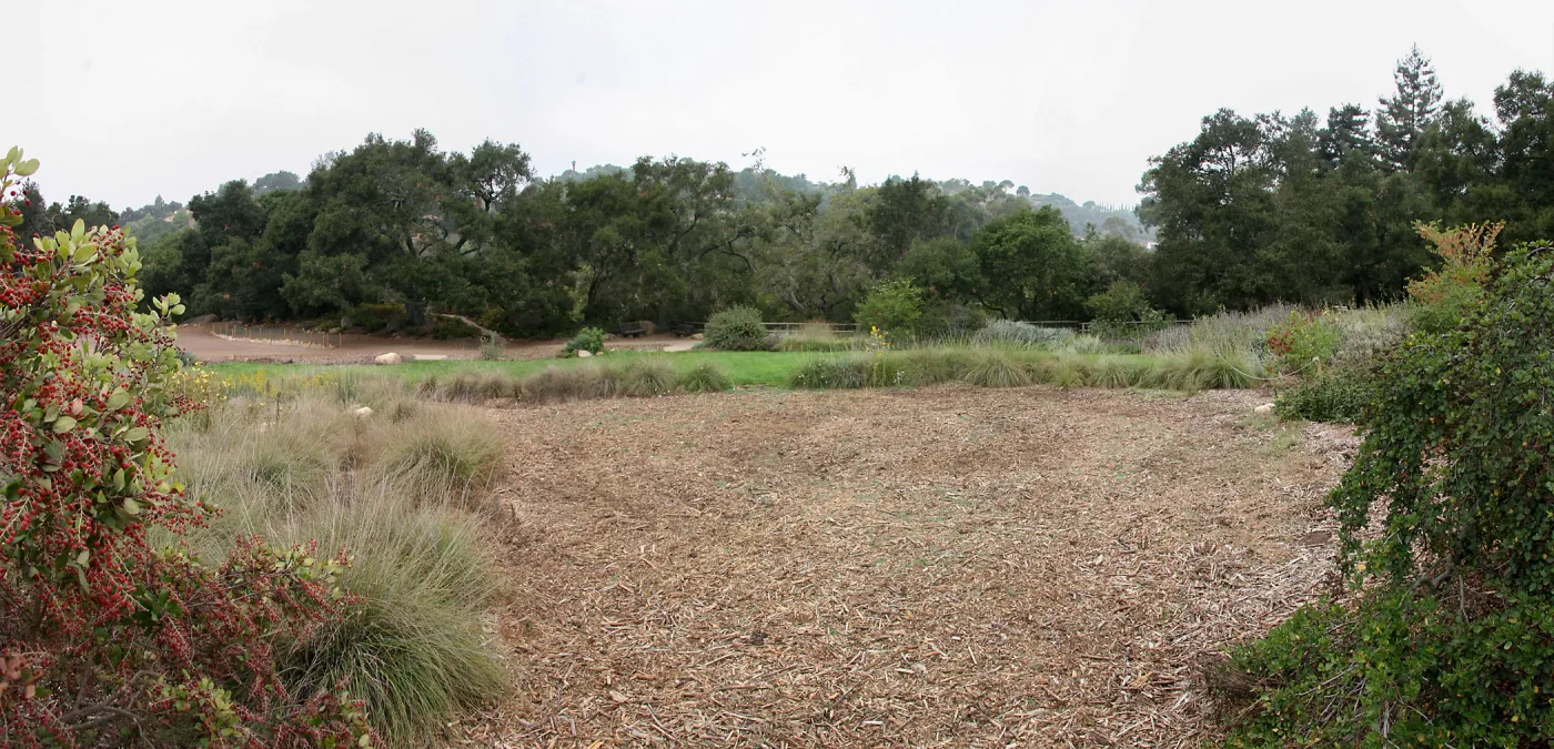 mulched area near top of Meadow