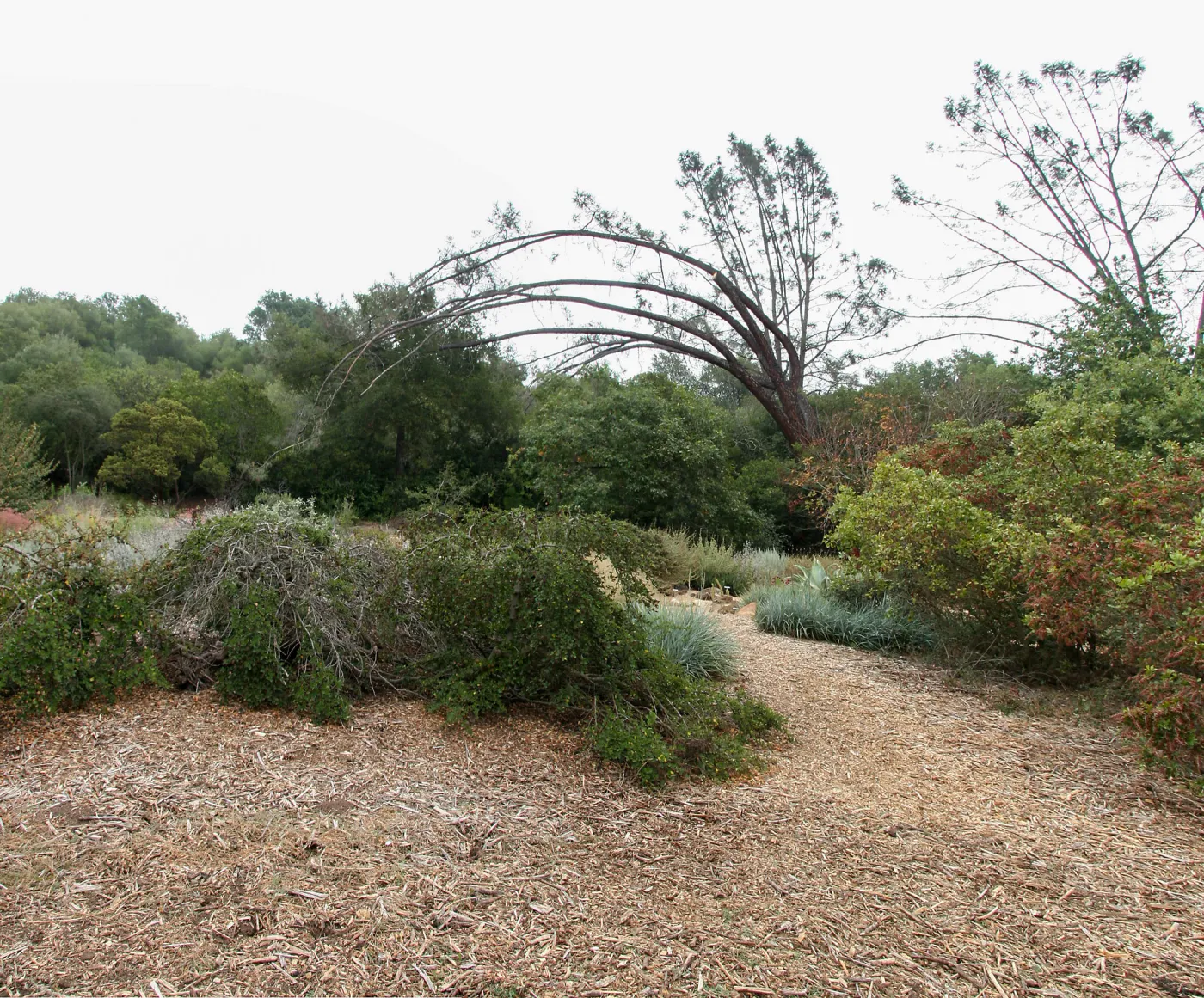 Leaning Gray Pine at east side of Meadow