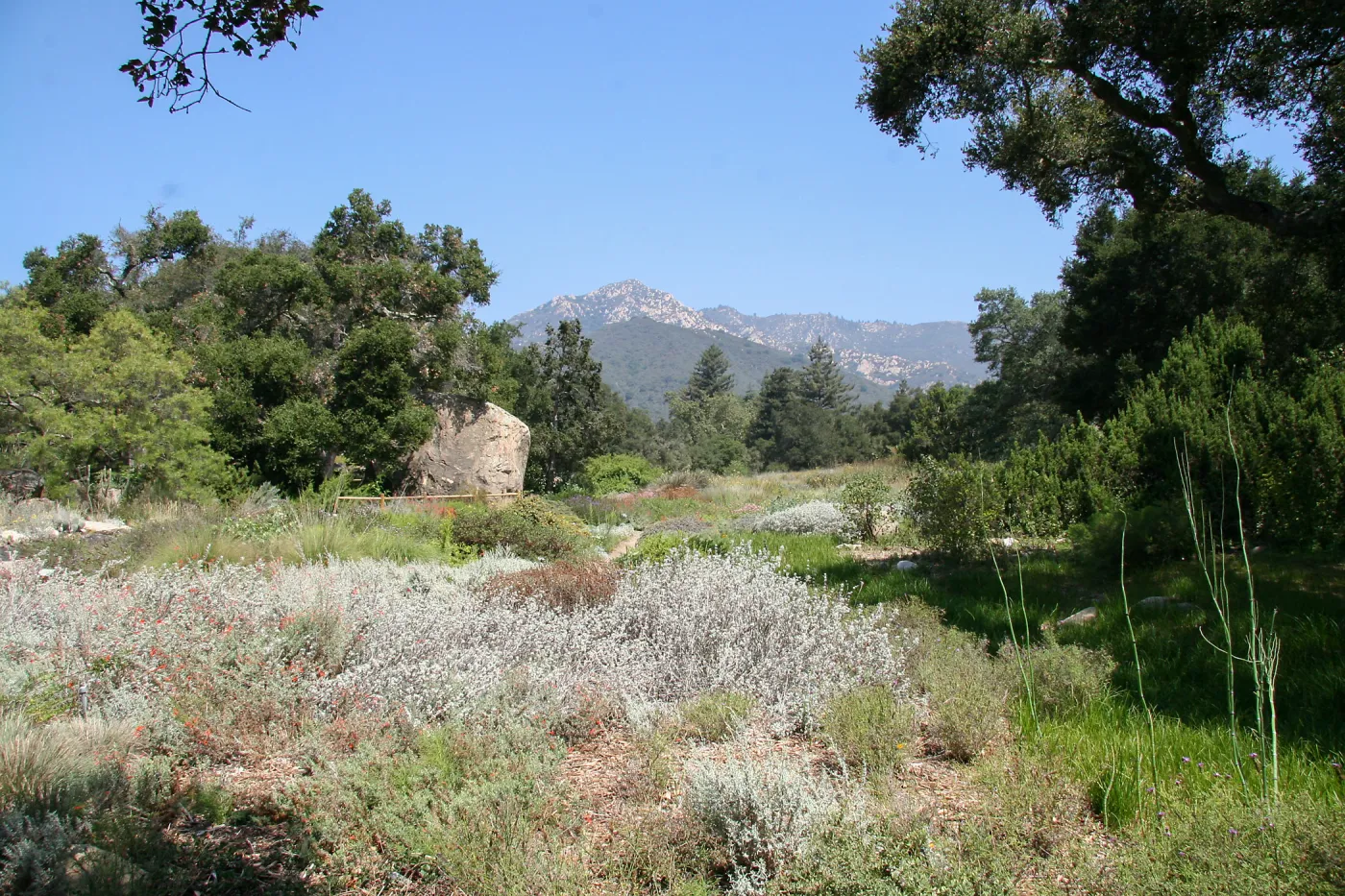 Groundcover Section and Meadow