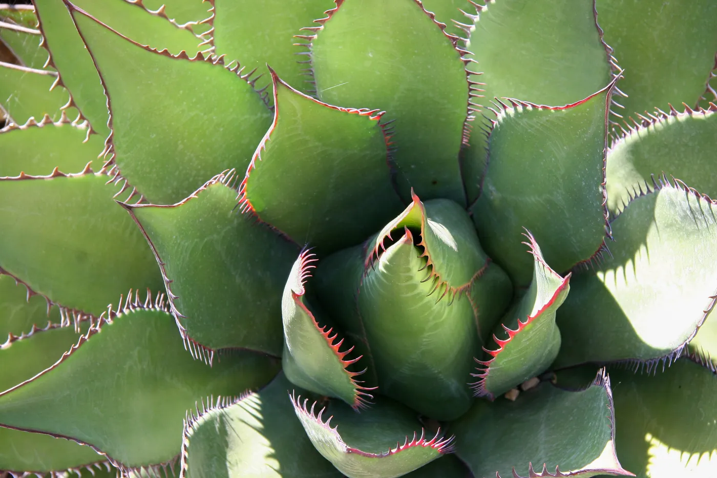 Agave (Century Plant)