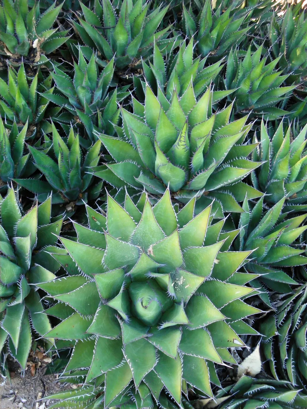 Agaves