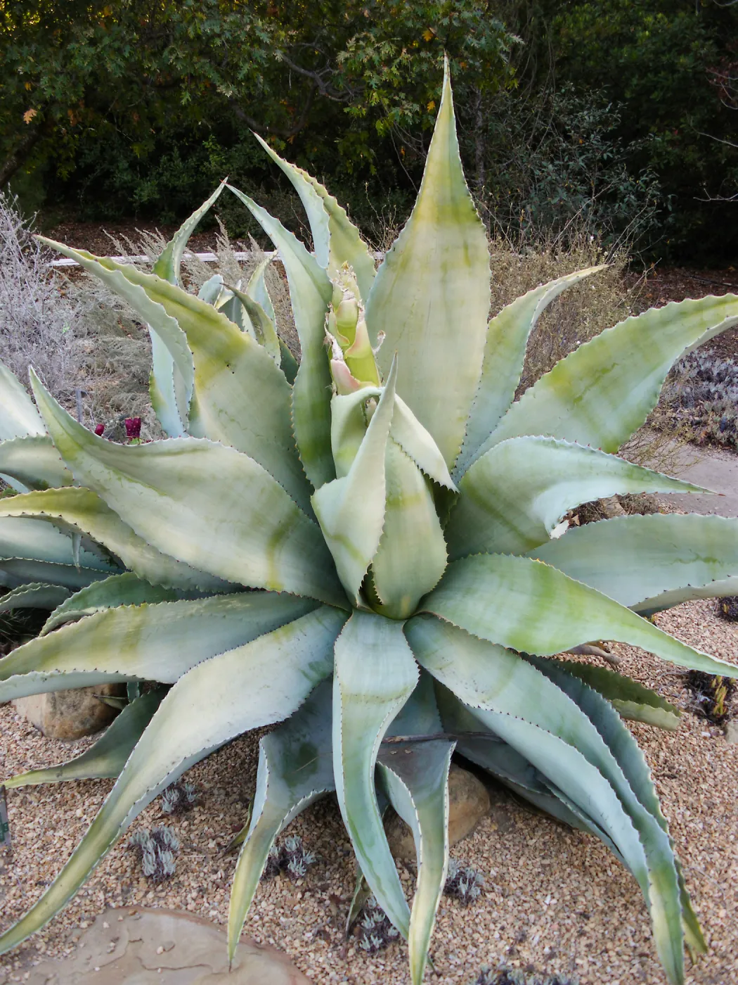 Mescal Pardo-Agave sobria in the Dudleya Display
