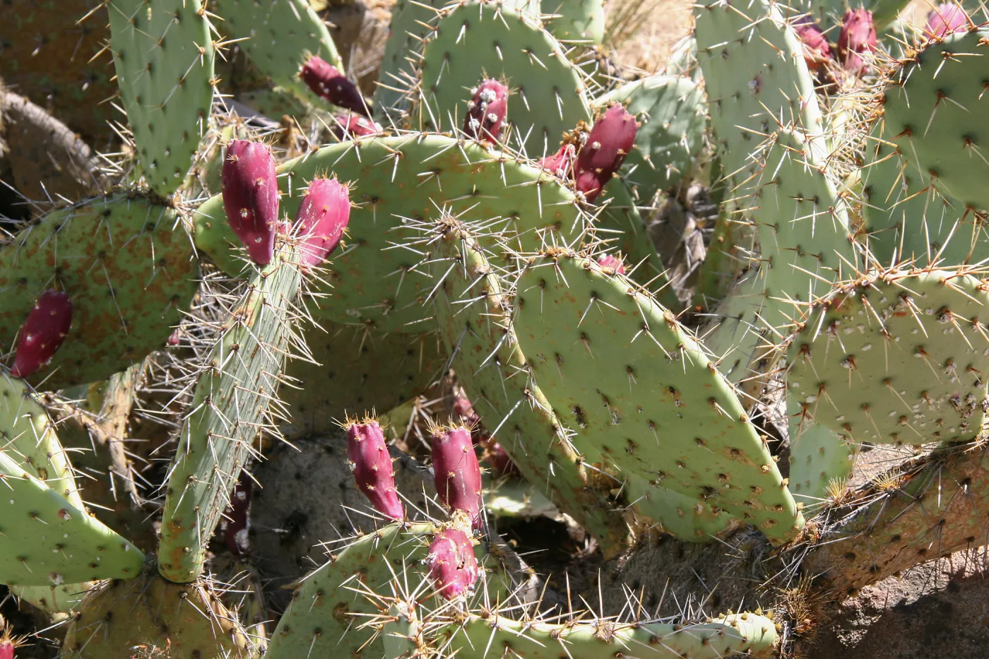 Opuntia (Prickly-pear)