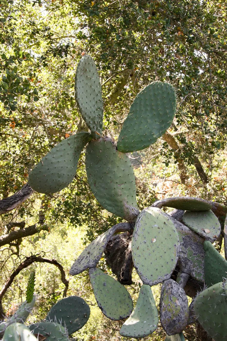 Opuntia (Prickly-pear)