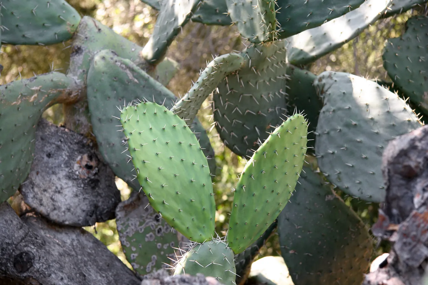 Opuntia (Prickly-pear)