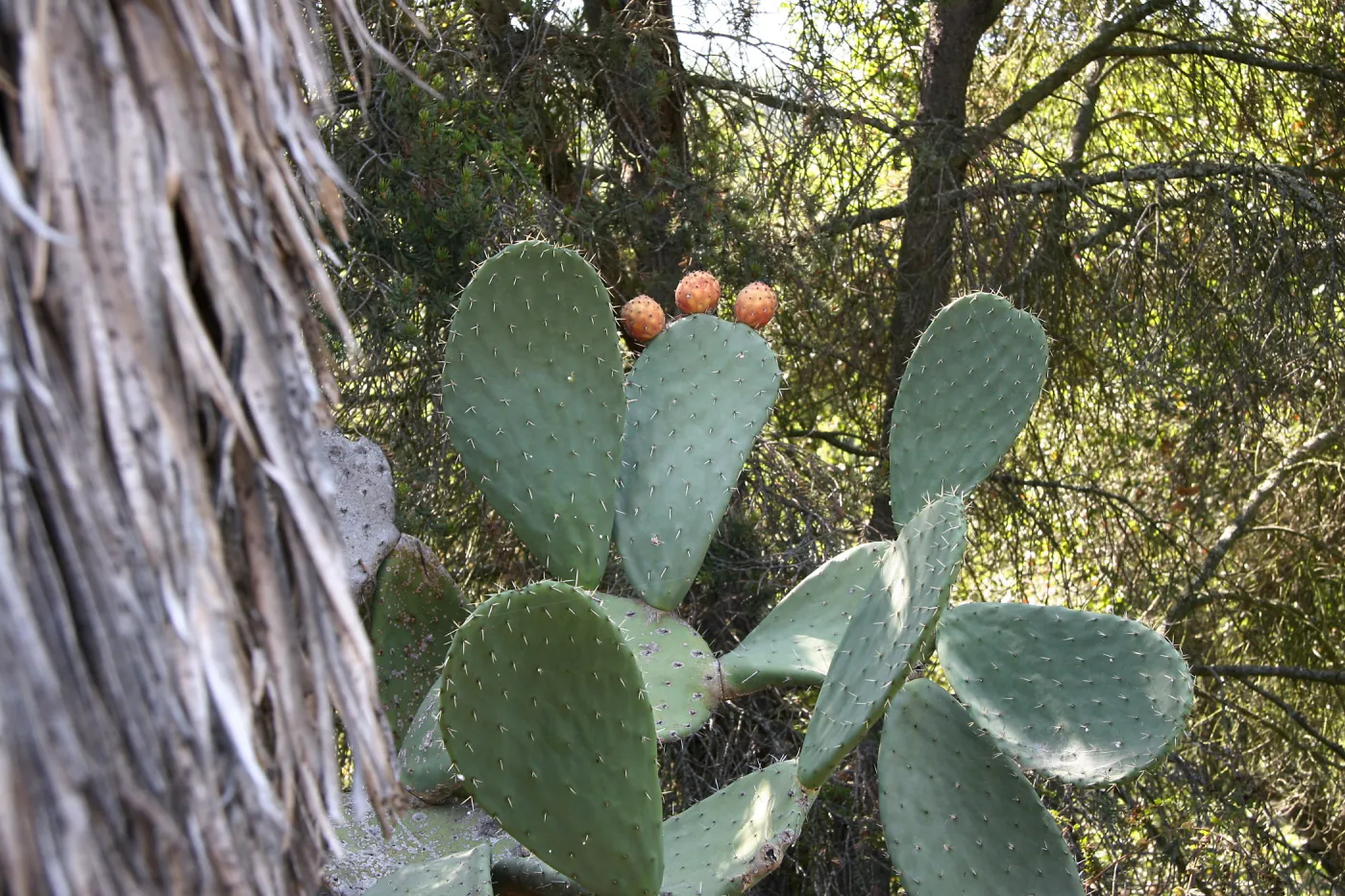 Opuntia (Prickly-pear)