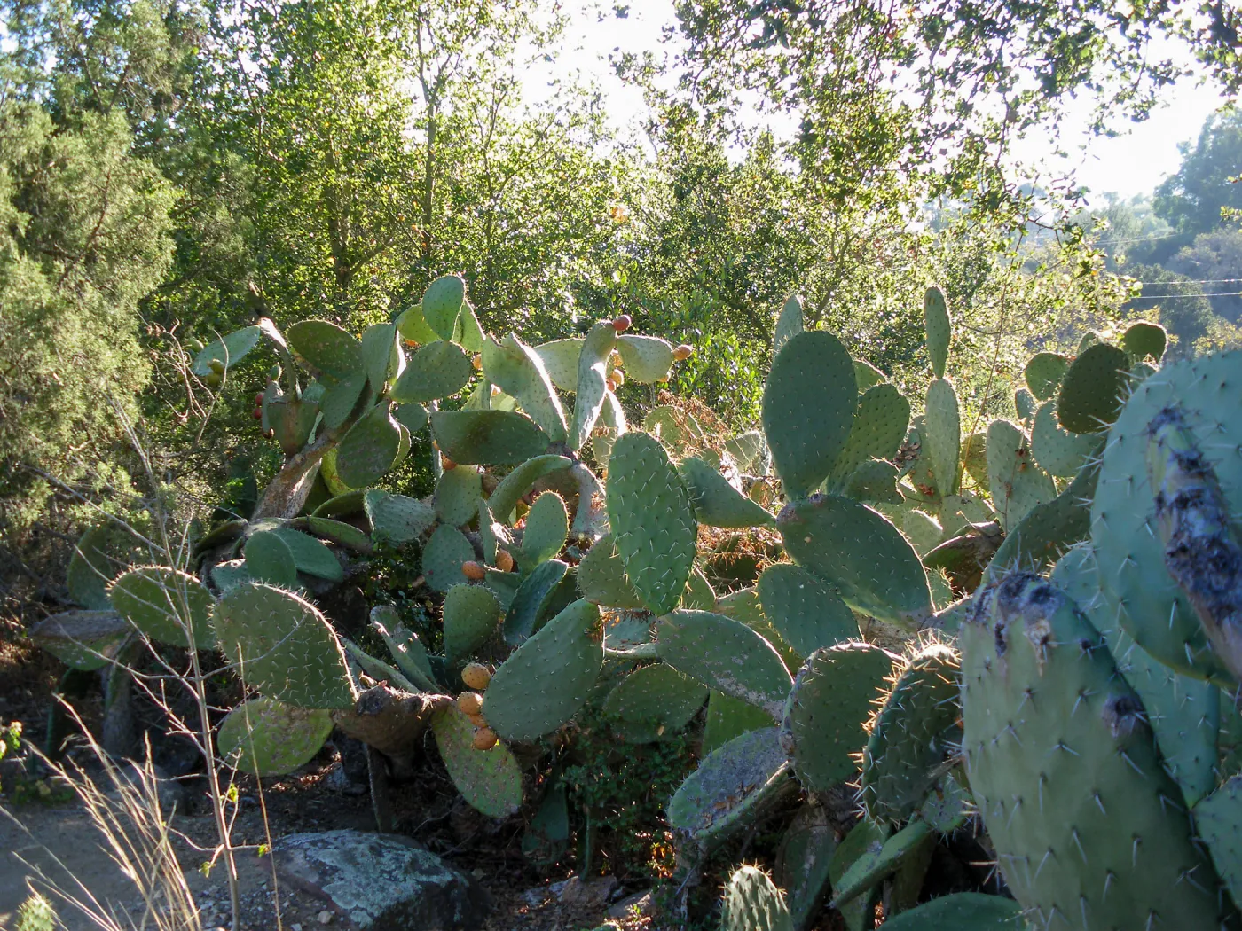 Opuntia (Prickly-pear) in Desert Section