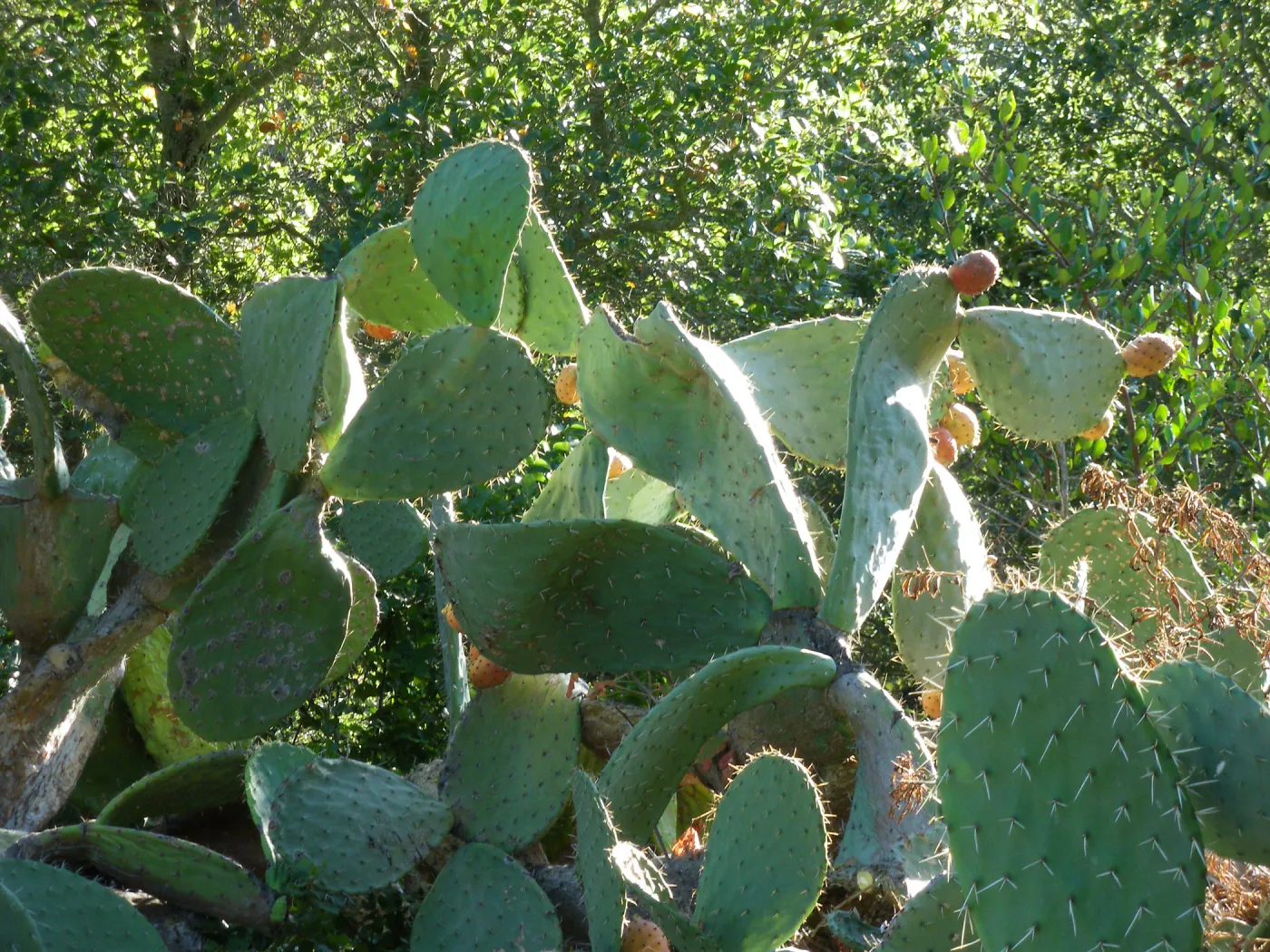 Opuntia (Prickly-pear) in Desert Section