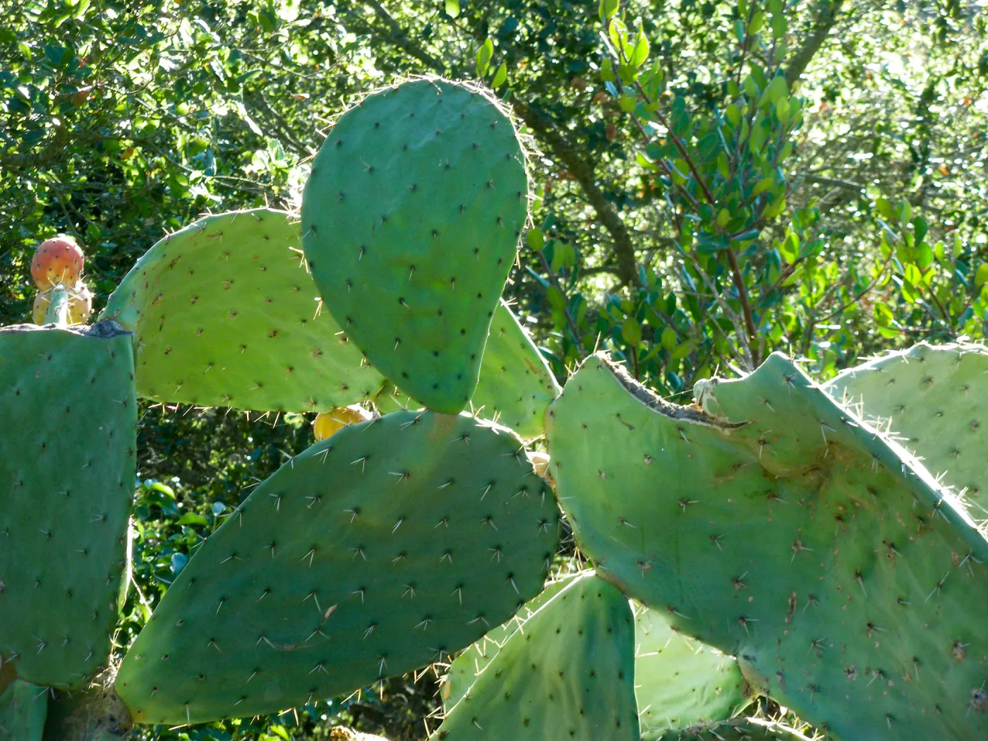 Opuntia (Prickly-pear)in Desert Section