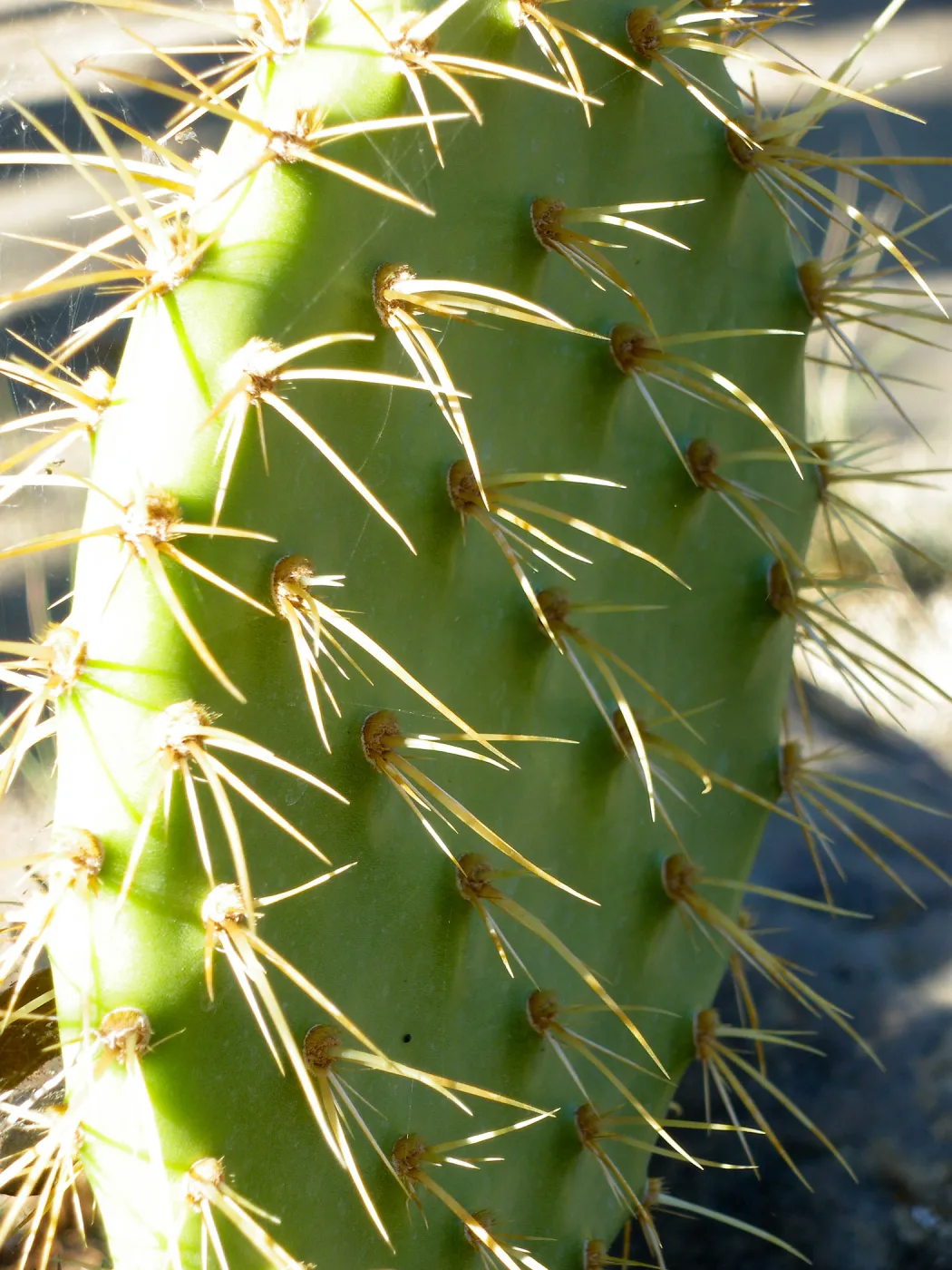 Opuntia (Prickly-pear) in Desert Section