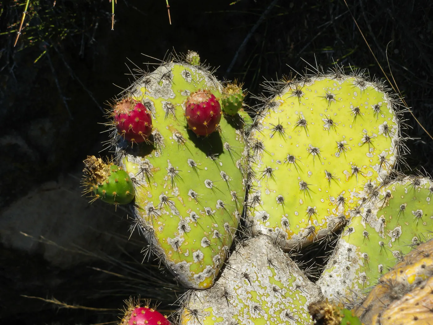 Opuntia (Prickly-pear) in Desert Section