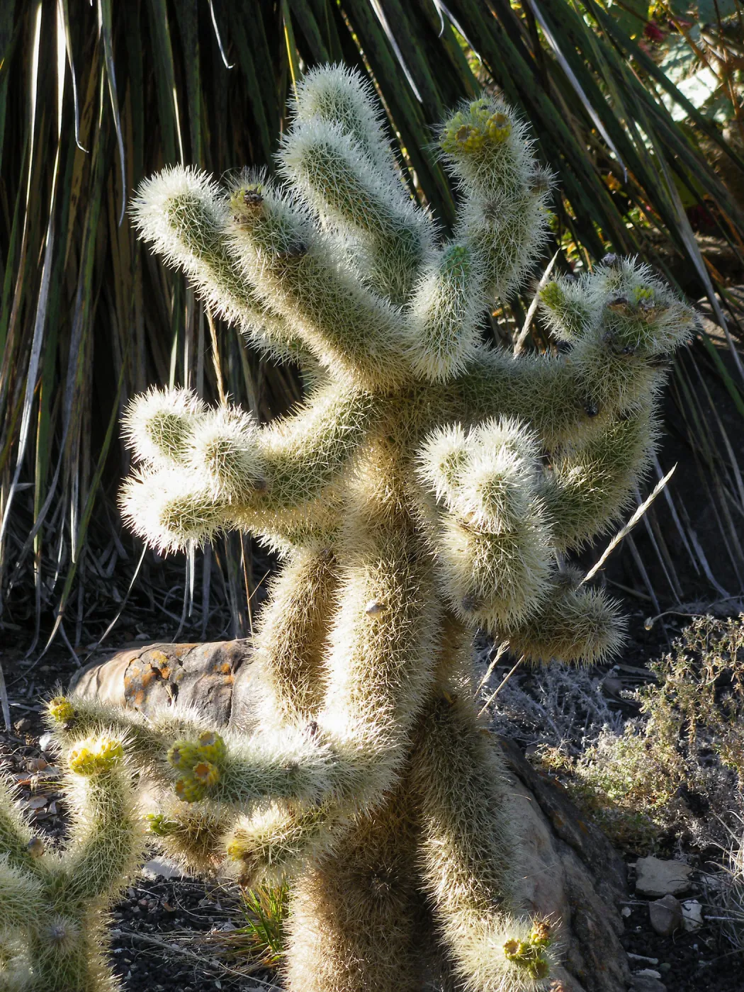 Cholla in Desert Section