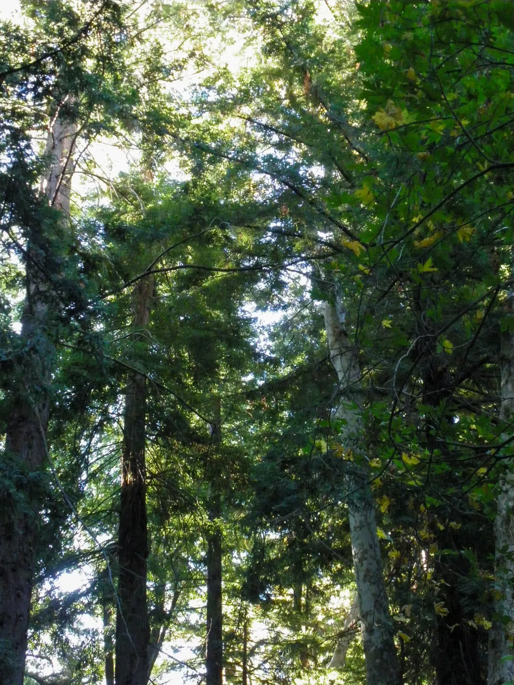 Redwood Section