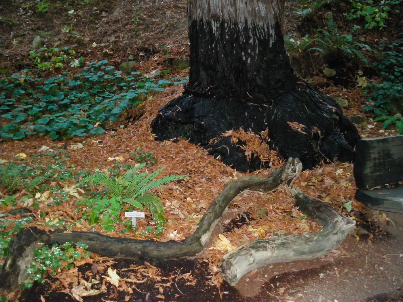 Redwood Section