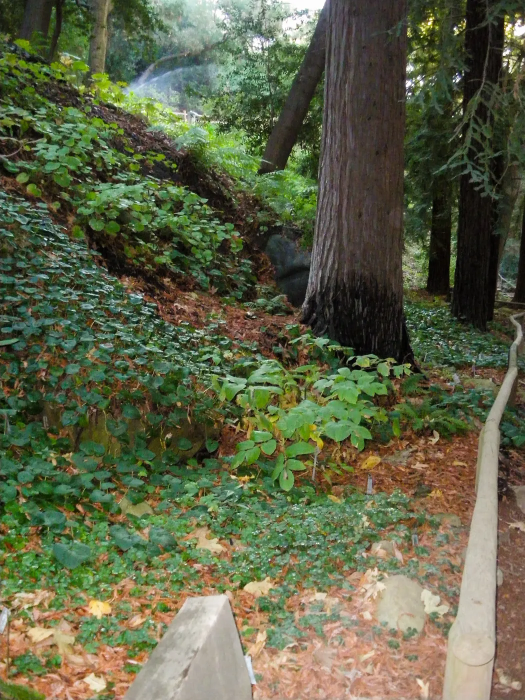 Redwood Section