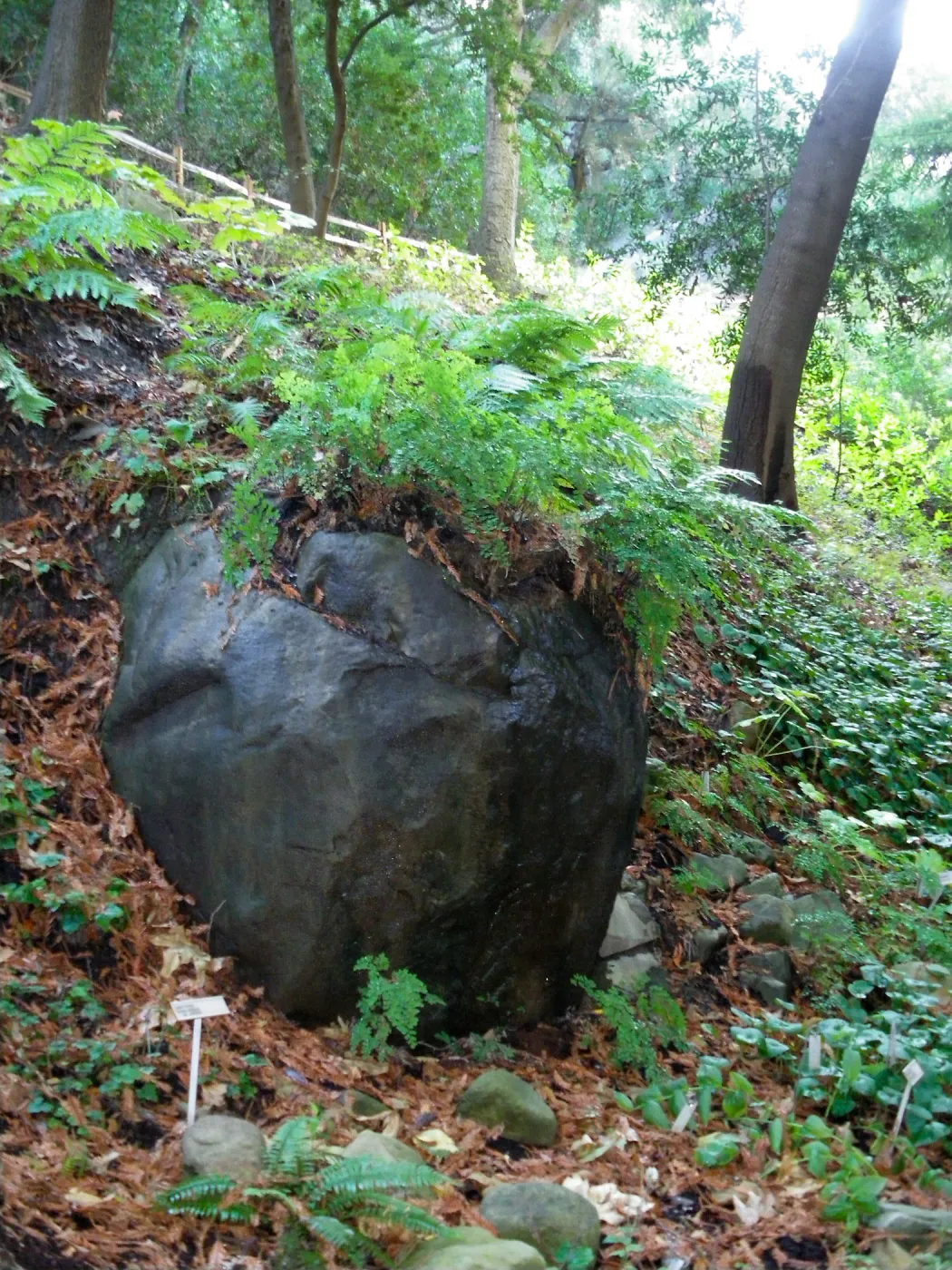 Redwood Section