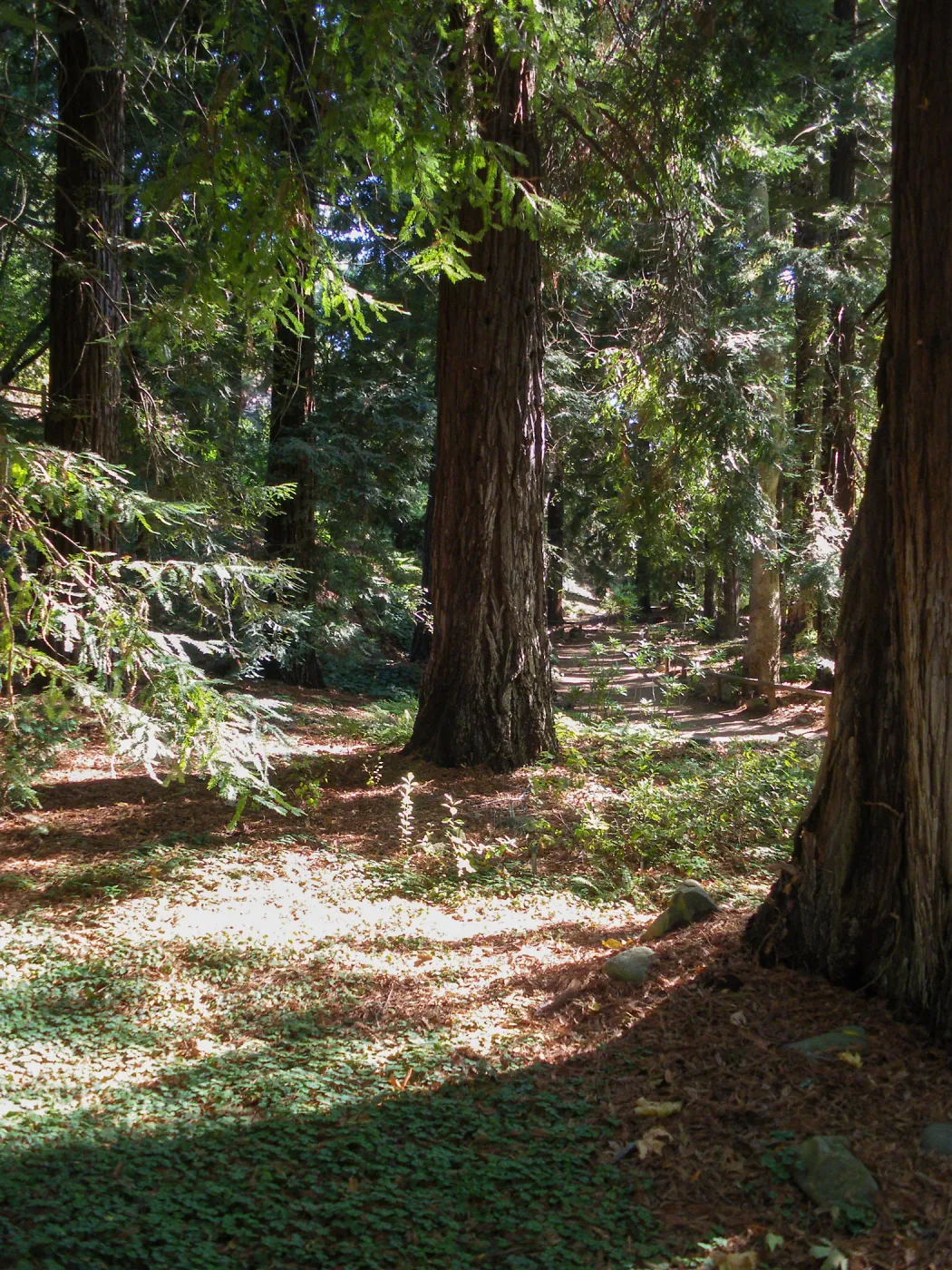 Redwood Section