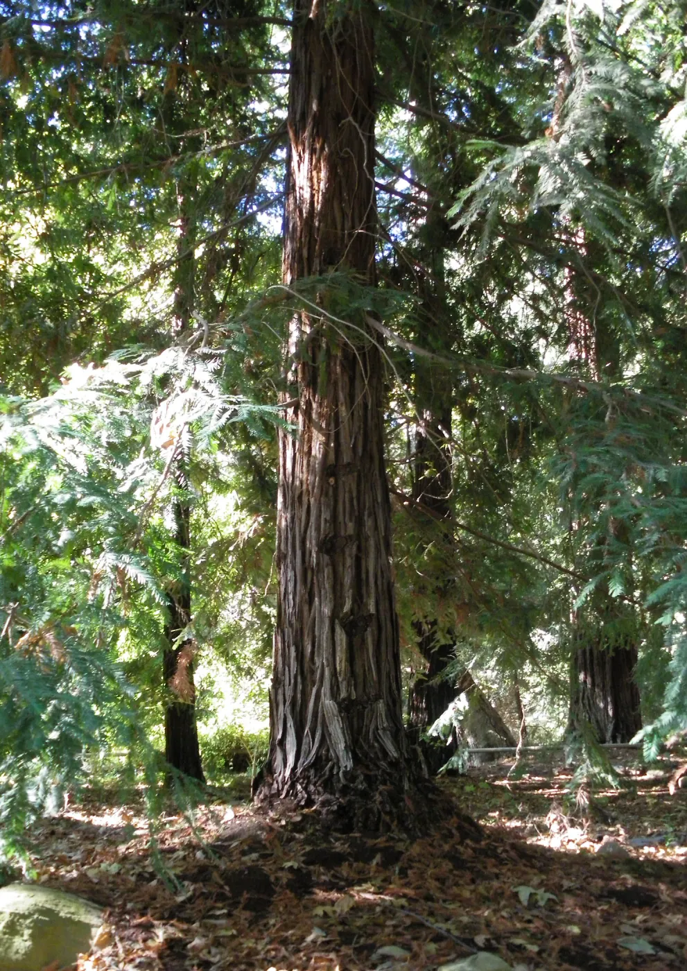 Redwood Section