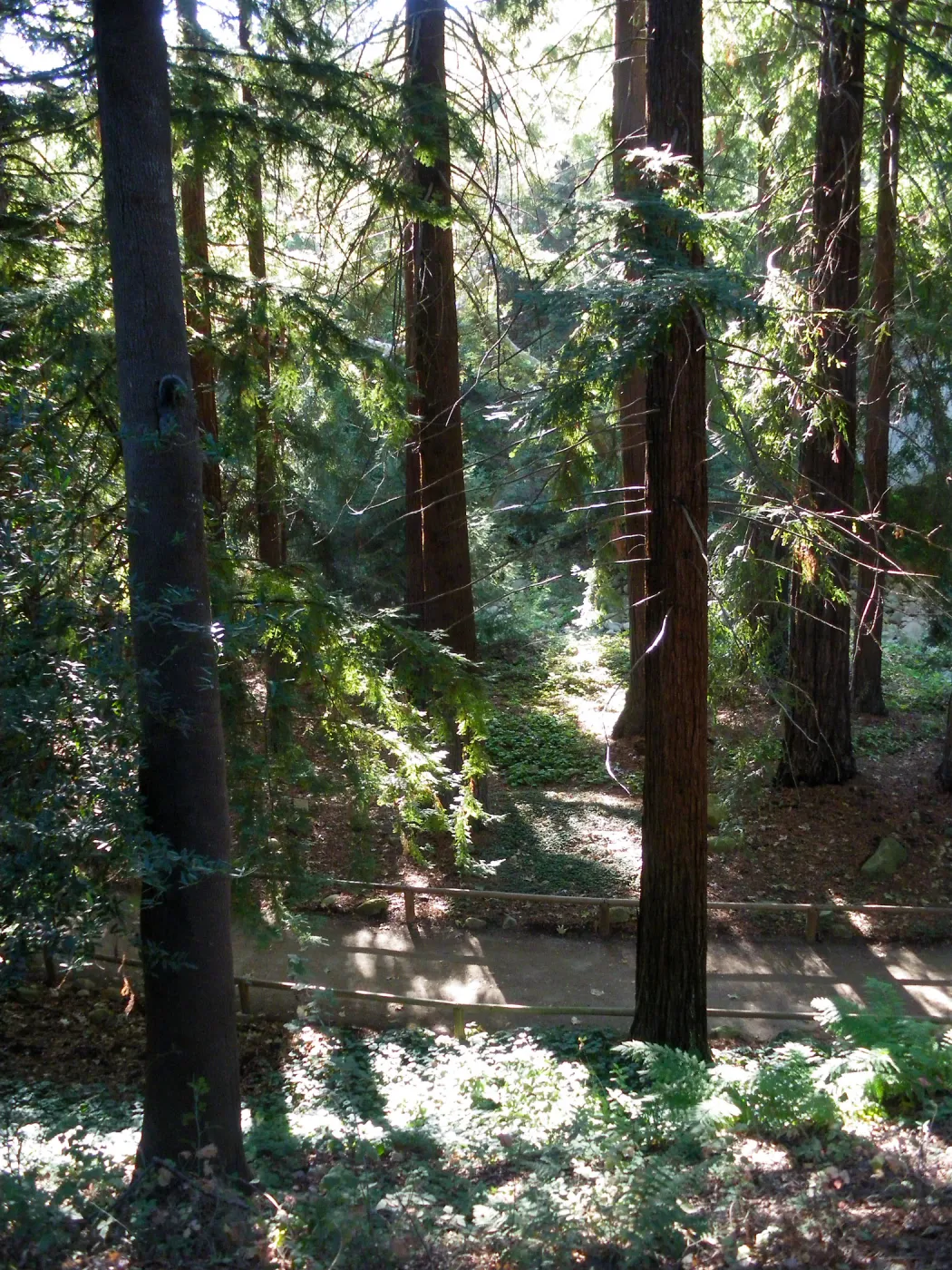 Redwood Section