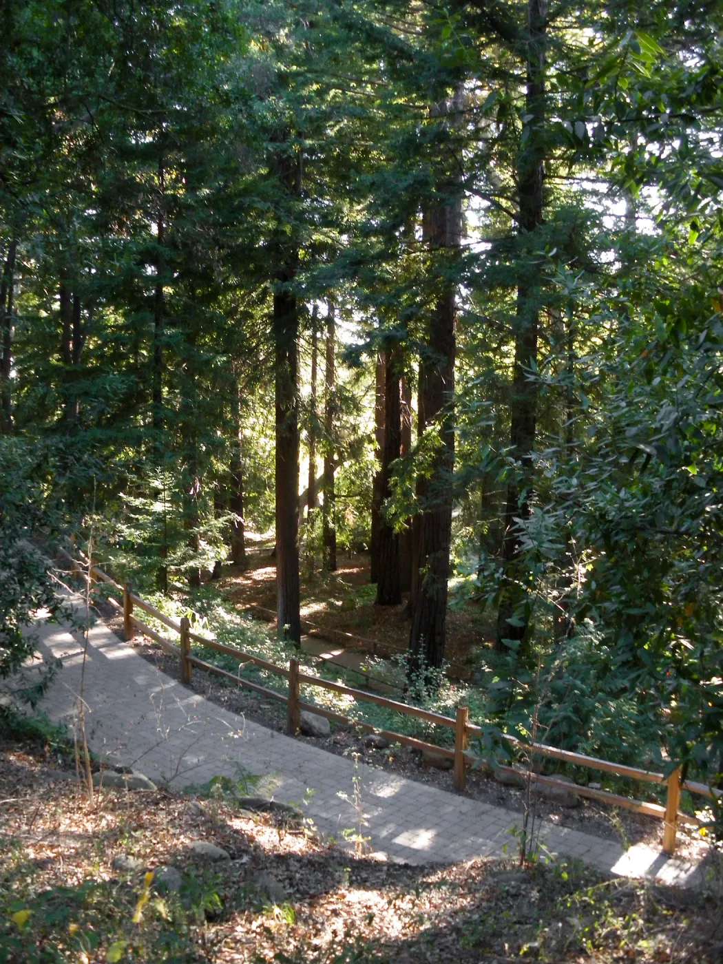 Redwood Section