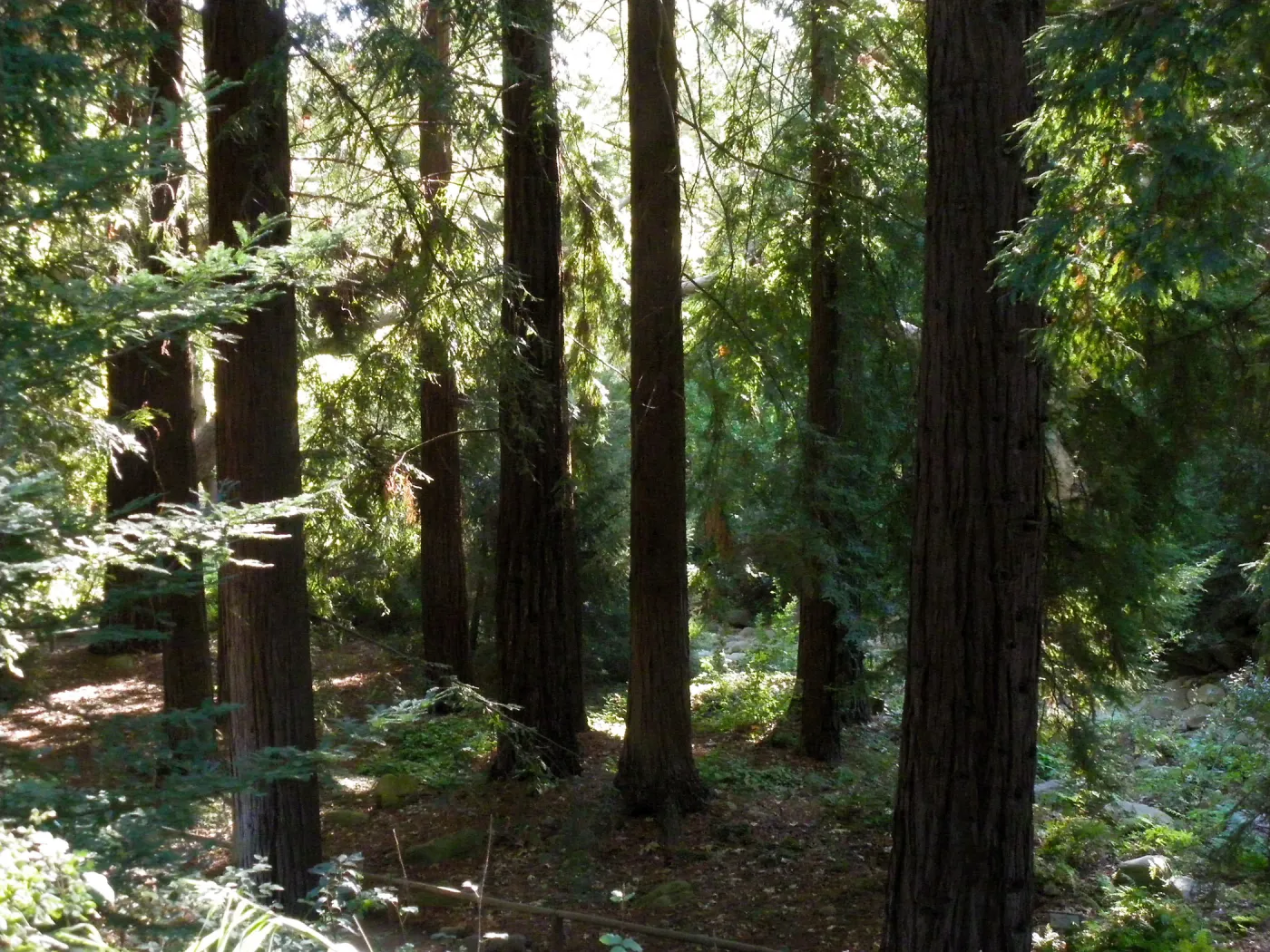 Redwood Section