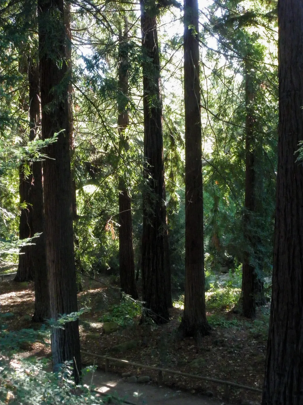 Redwood Section