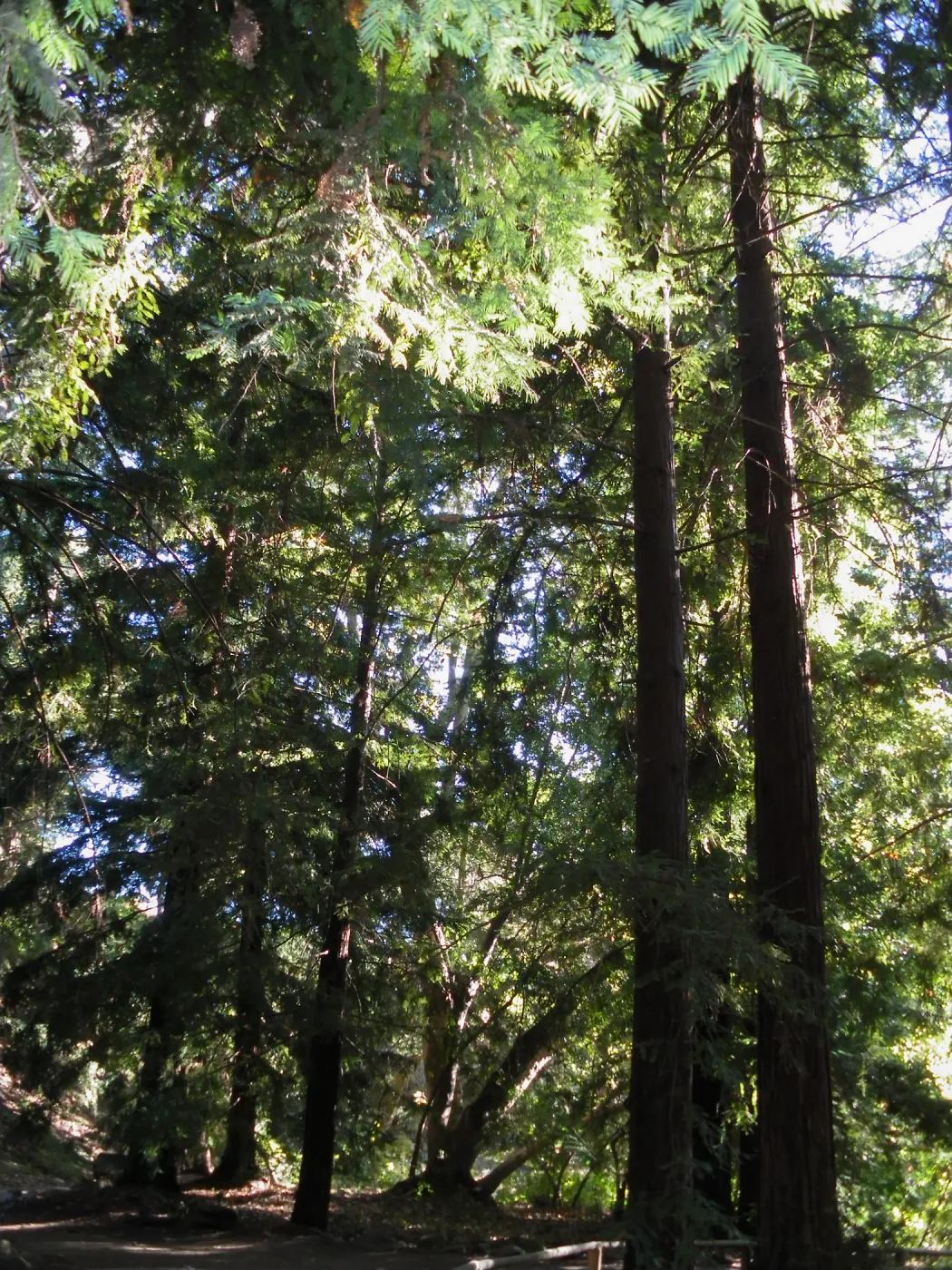 Redwood Section
