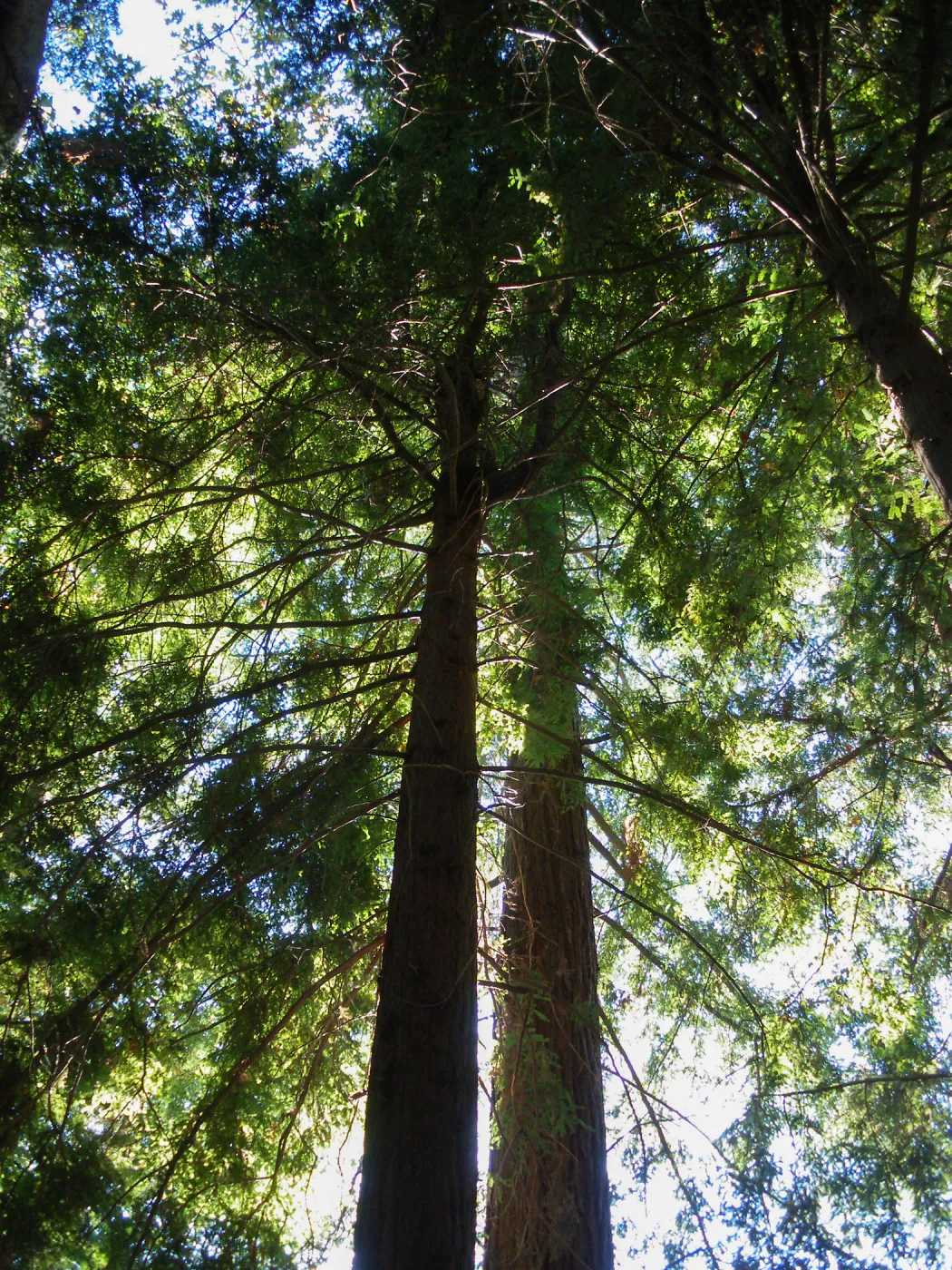 Redwood Section