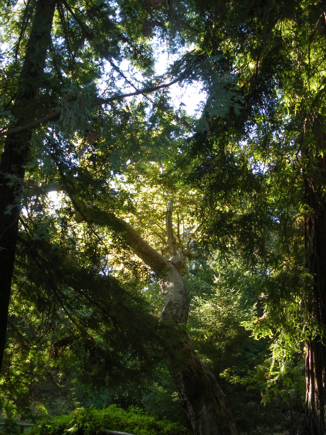 Redwood Section