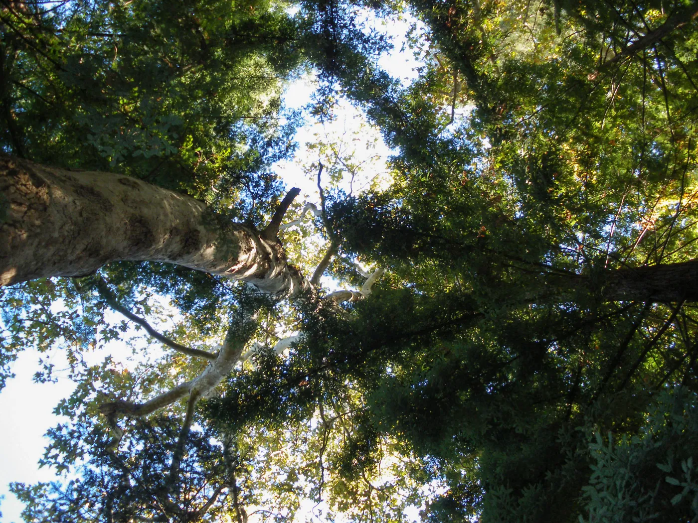 Redwood Section
