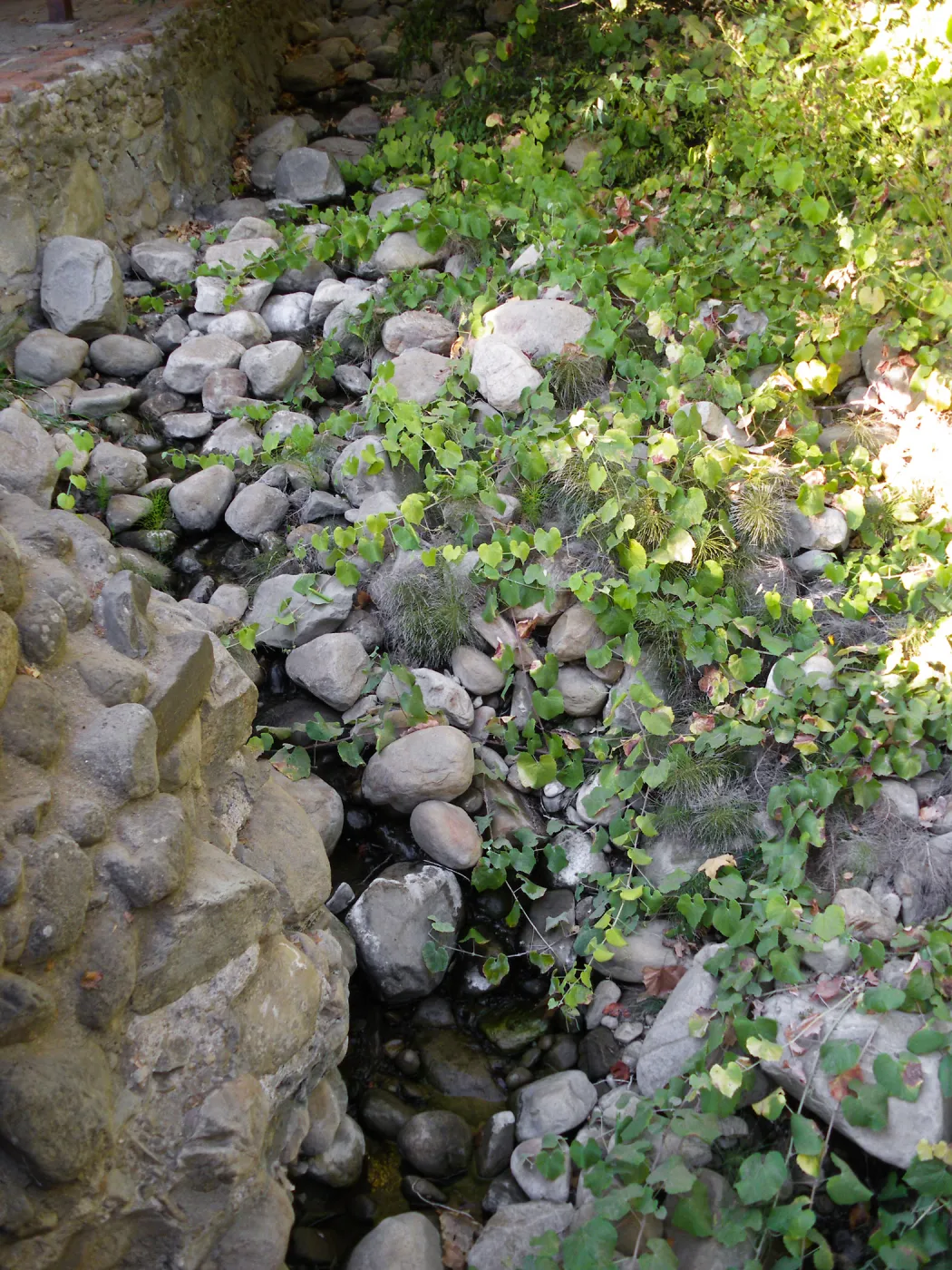 Grapes in creek bed above Mission Dam
