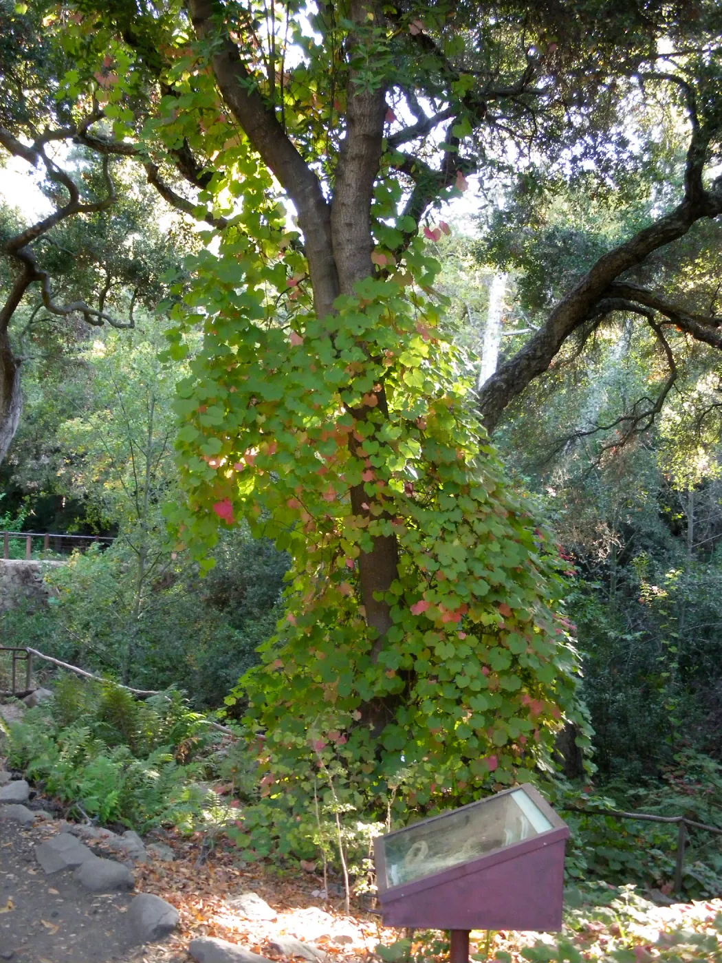 Grapes climbing trees at Fiber Arts Display