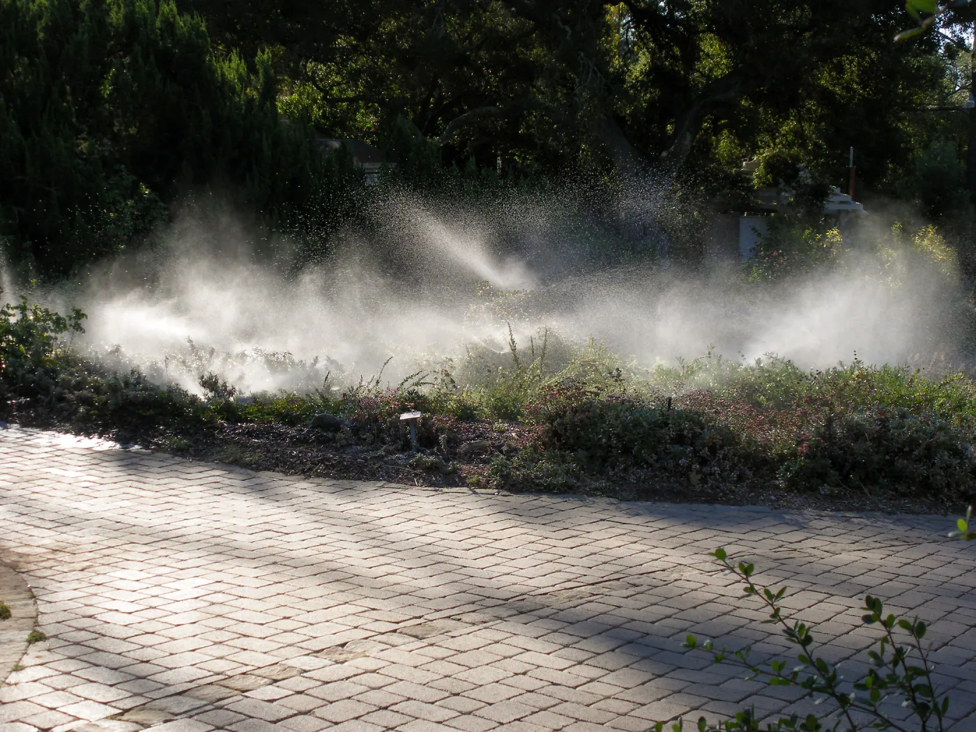 Sprinklers in Ground Cover Section
