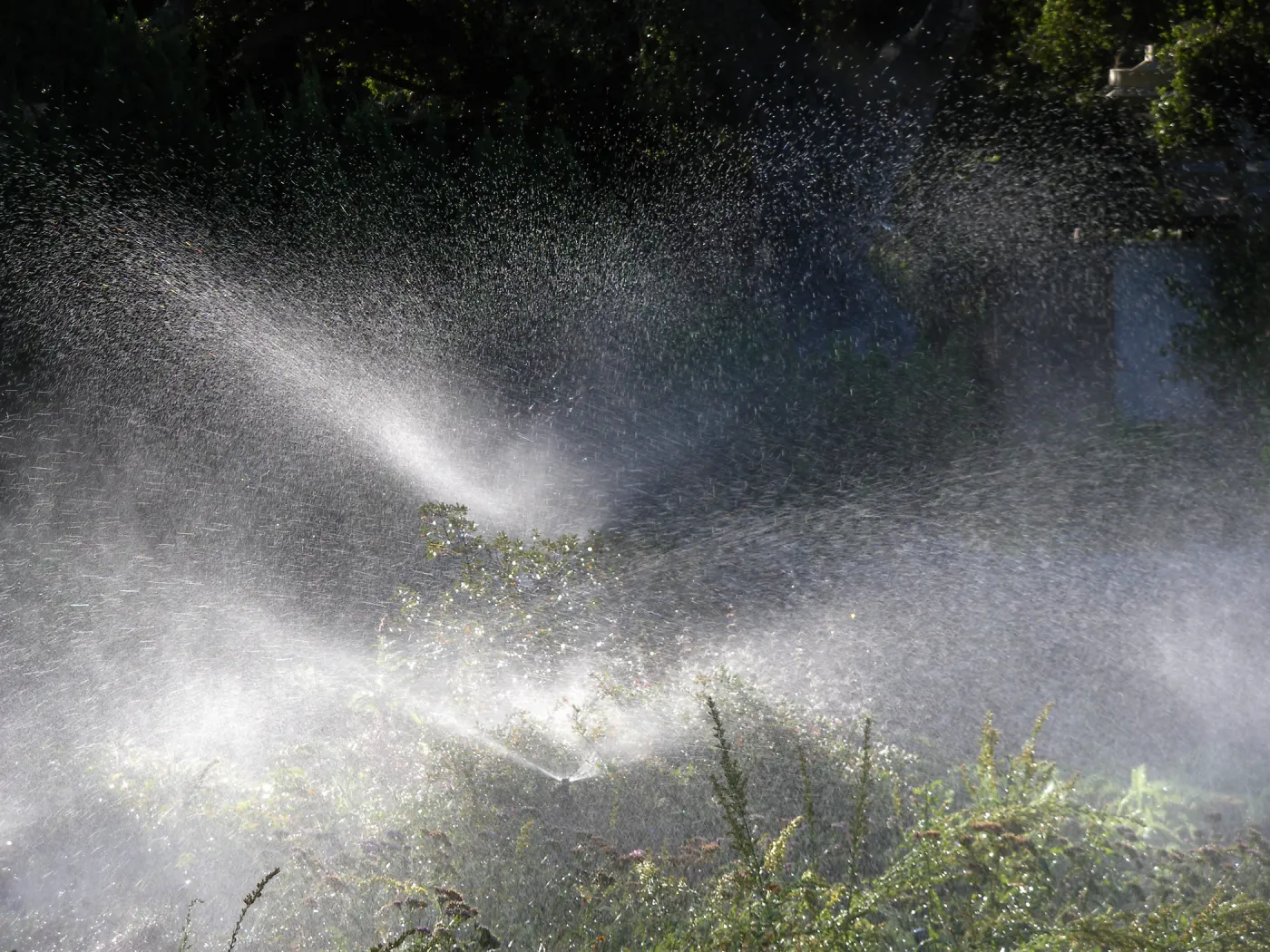 Sprinklers in Gorund Cover Section