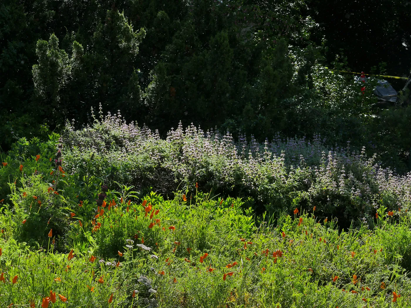 Salvia (sage) in the Ground Cover Display
