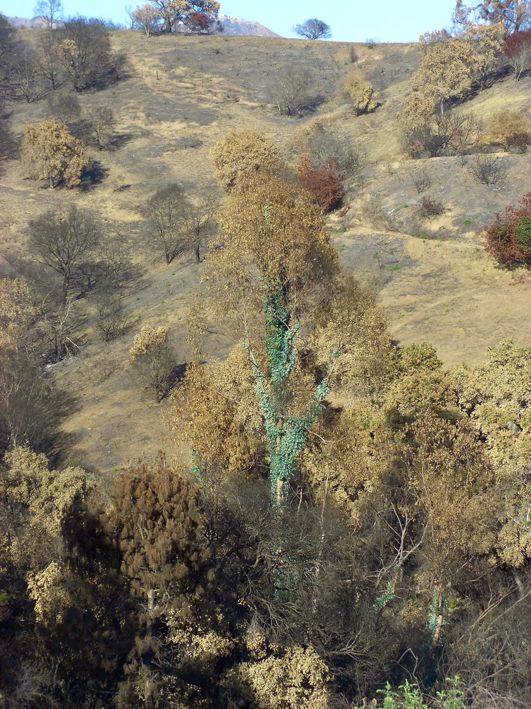 Tree regrowth on Cavalli property 3 months after Jesusita Fire