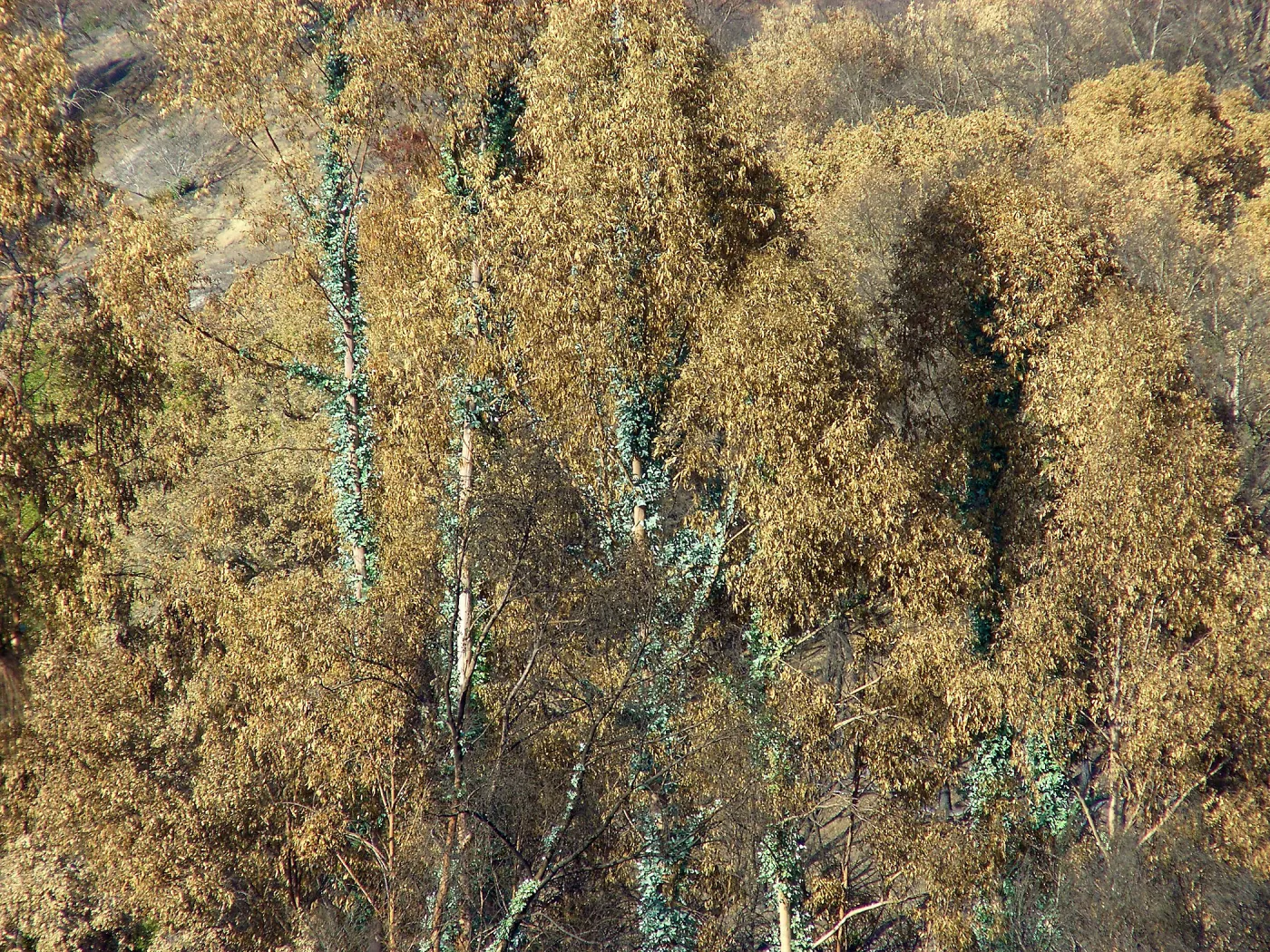 Tree regrowth on Cavalli property 3 months after Jesusita Fire