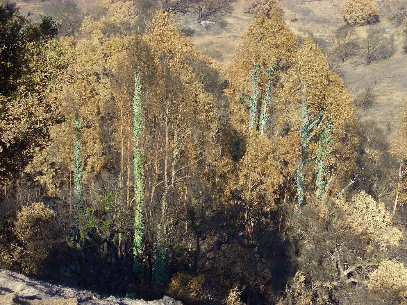 Tree regrowth on Cavalli property 3 months after Jesusita Fire