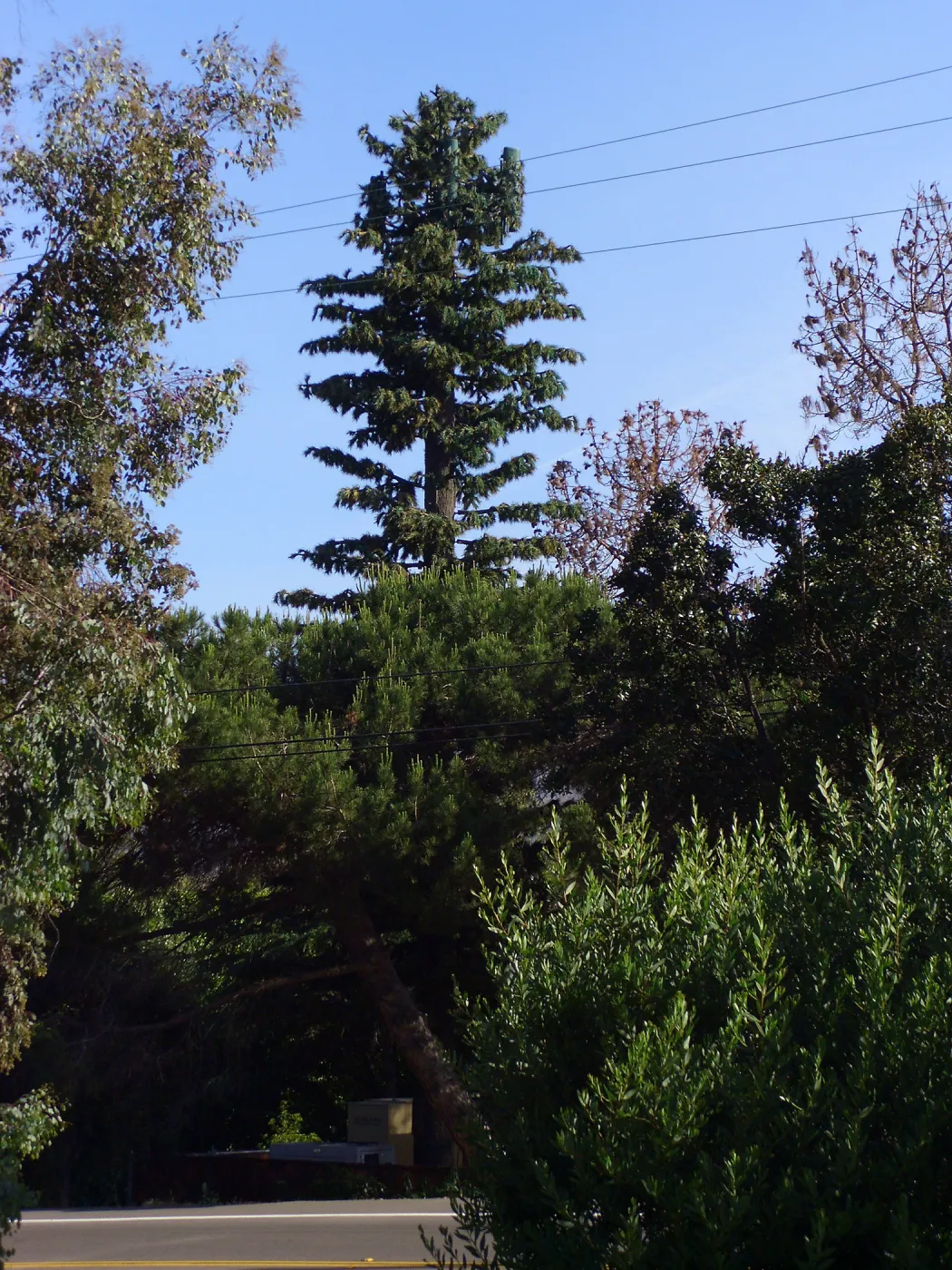 Pinus turrimcellulam, 4000A Modoc Road
