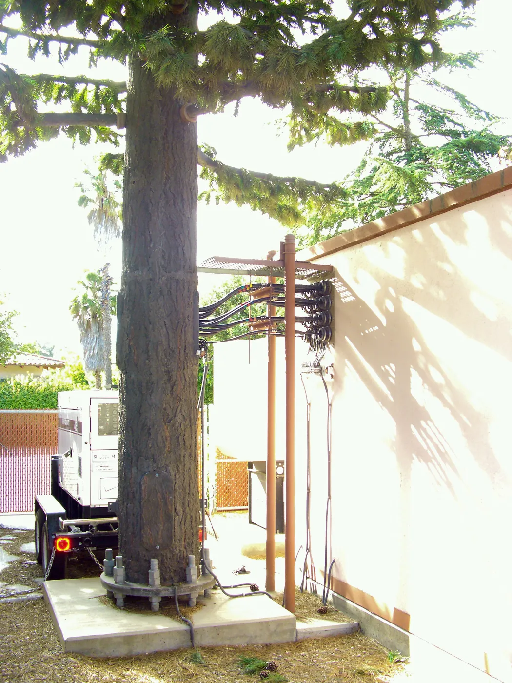 Pinus turrimcellulam, 4000A Modoc Road