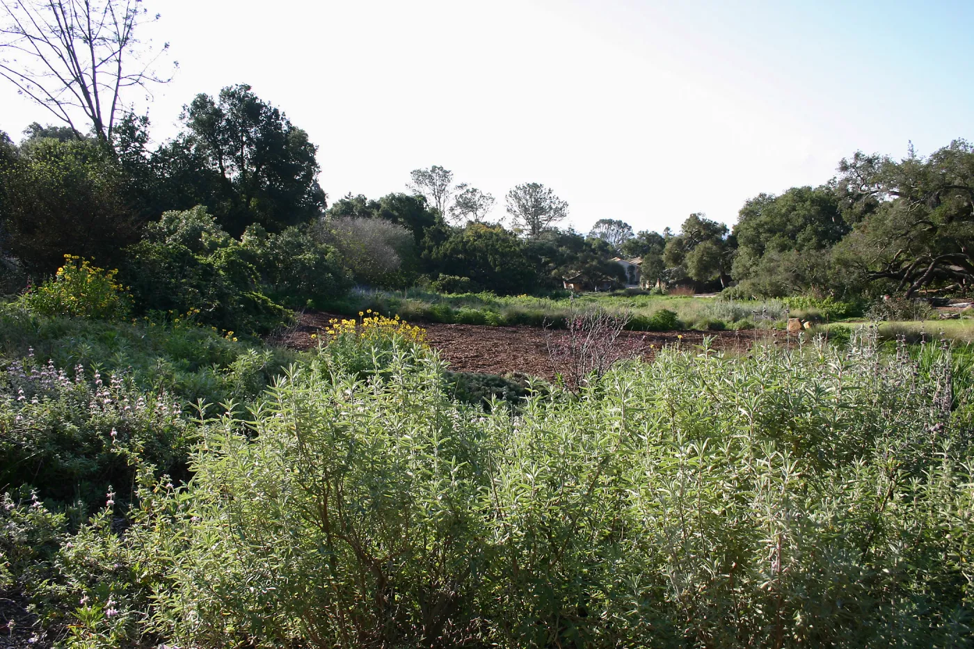 Site where Toad Hall will be constructed