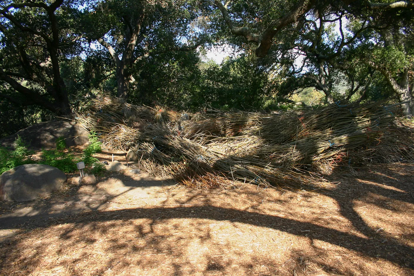 Toad Hall Construction, saplings stored at Meadow Oaks